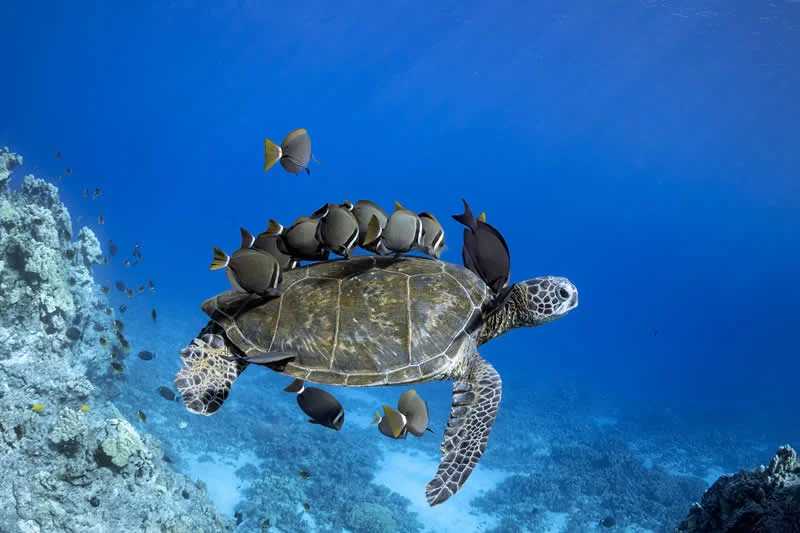 Turtle Cleaners by Don Hurzeler, United States - 12Awards Photography Competition Nature Wildlife Winners