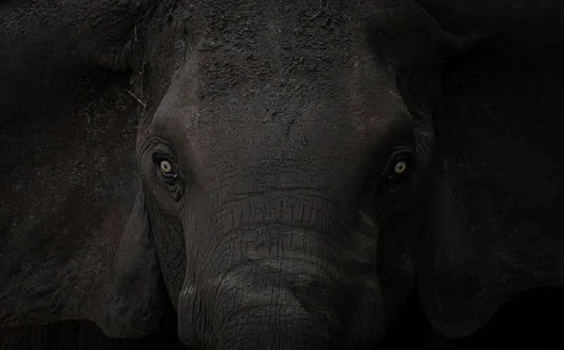 Warning Delivered by Turgay Uzer, United States - 12Awards Photography Competition Nature Wildlife Winners