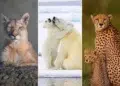12Awards Photography Competition Nature Wildlife Winners