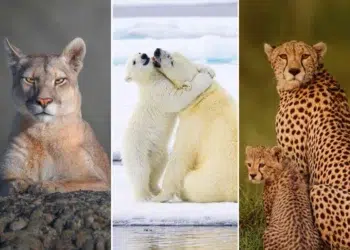 12Awards Photography Competition Nature Wildlife Winners