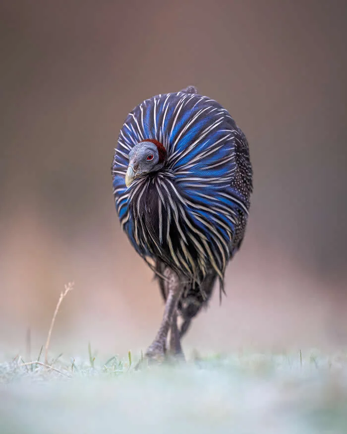 Birds - Winner: Frosty Vulturine By Gareth Clifford - 2026 BIAZA Photo Competition Winners