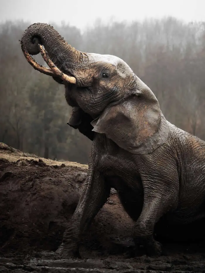 Mammals - Winner: Still I Rise By Thomas Harris - 2026 BIAZA Photo Competition Winners