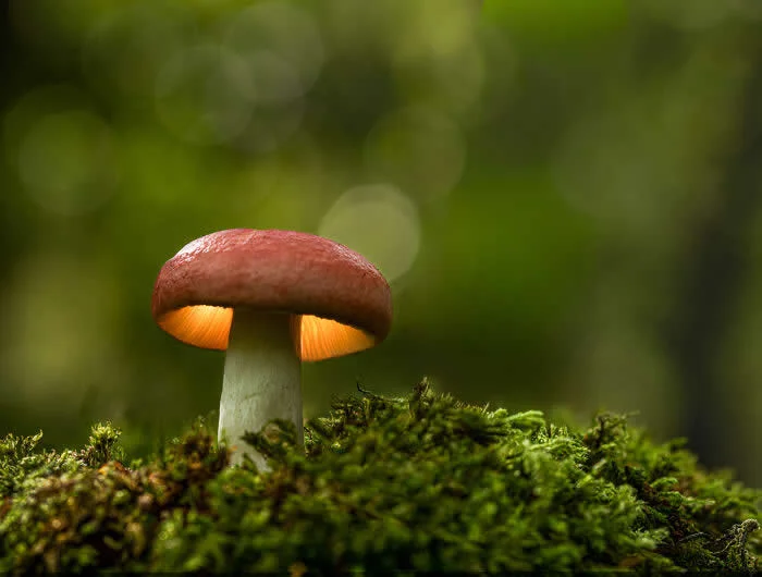 Native species - Winner: Forest Lantern By Peter Baird - 2026 BIAZA Photo Competition Winners