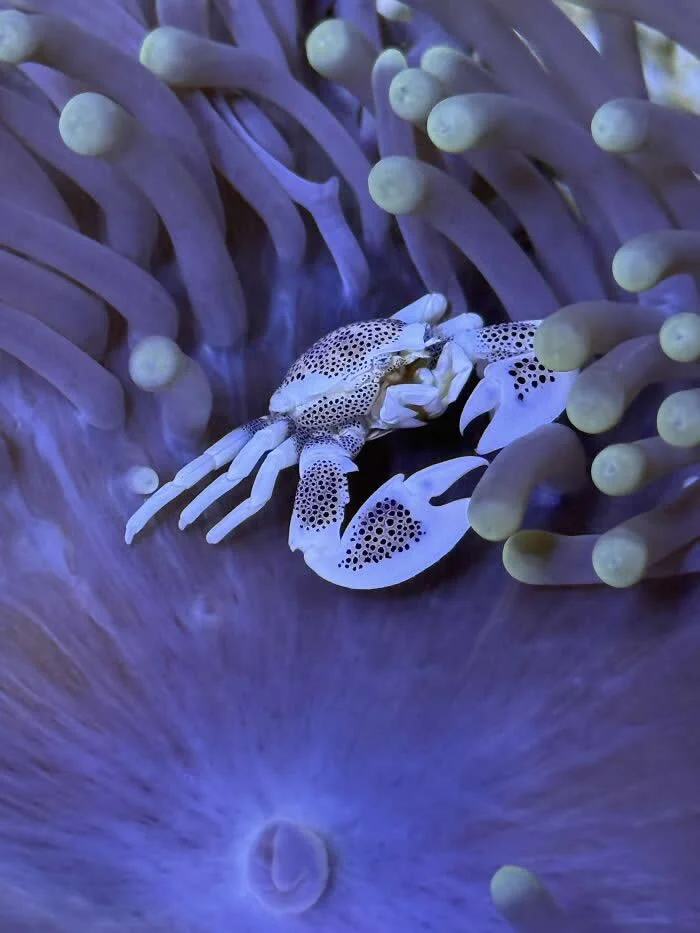 Invertebrate - Winner: Small Crab, Big Anemone By Ellie Richards - 2026 BIAZA Photo Competition Winners