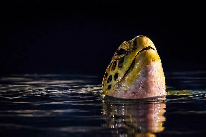 Reptile/amphibian - Winner: Mid-Nap Breather By Dylan Lynch - 2026 BIAZA Photo Competition Winners