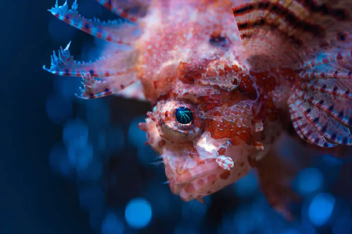Fish - Winner: Eye Of The Lion By Jessamyn Reddy - 2026 BIAZA Photo Competition Winners