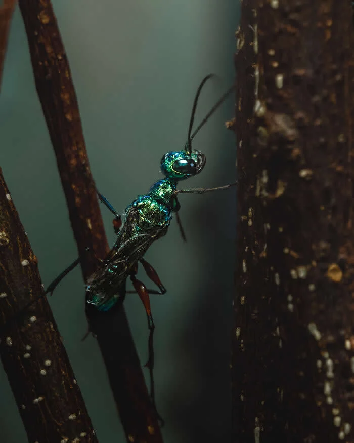 Runner-up in the Invertebrate: Cockroach Wasp By Jennifer-Louise Read - 2026 BIAZA Photo Competition Winners