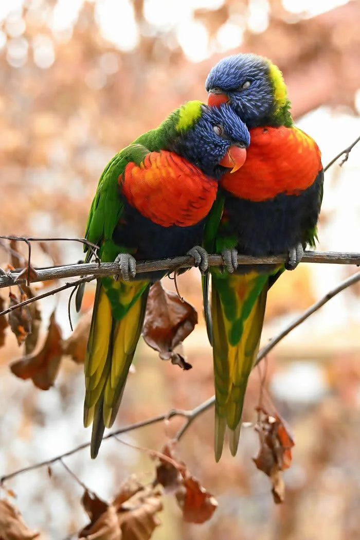 Finalist in the Birds: Disguised Love Birds By Danielle Powney - 2026 BIAZA Photo Competition Winners