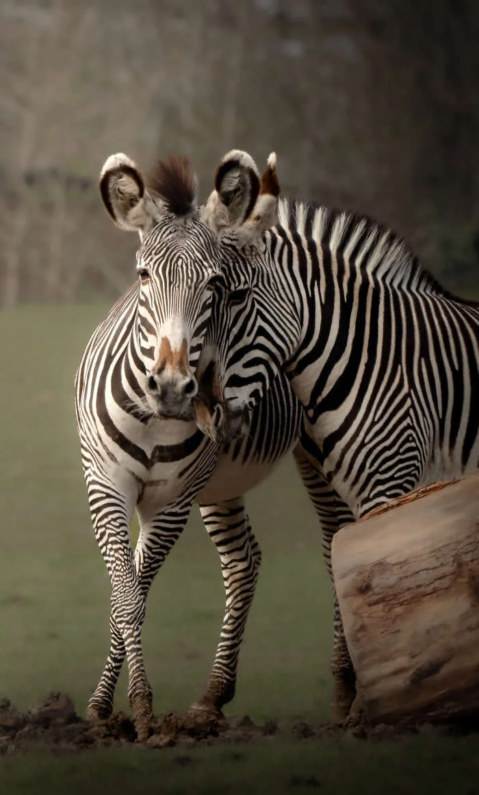 Finalist in the Mammals: Striped Affection By Shae Crawley - 2026 BIAZA Photo Competition Winners
