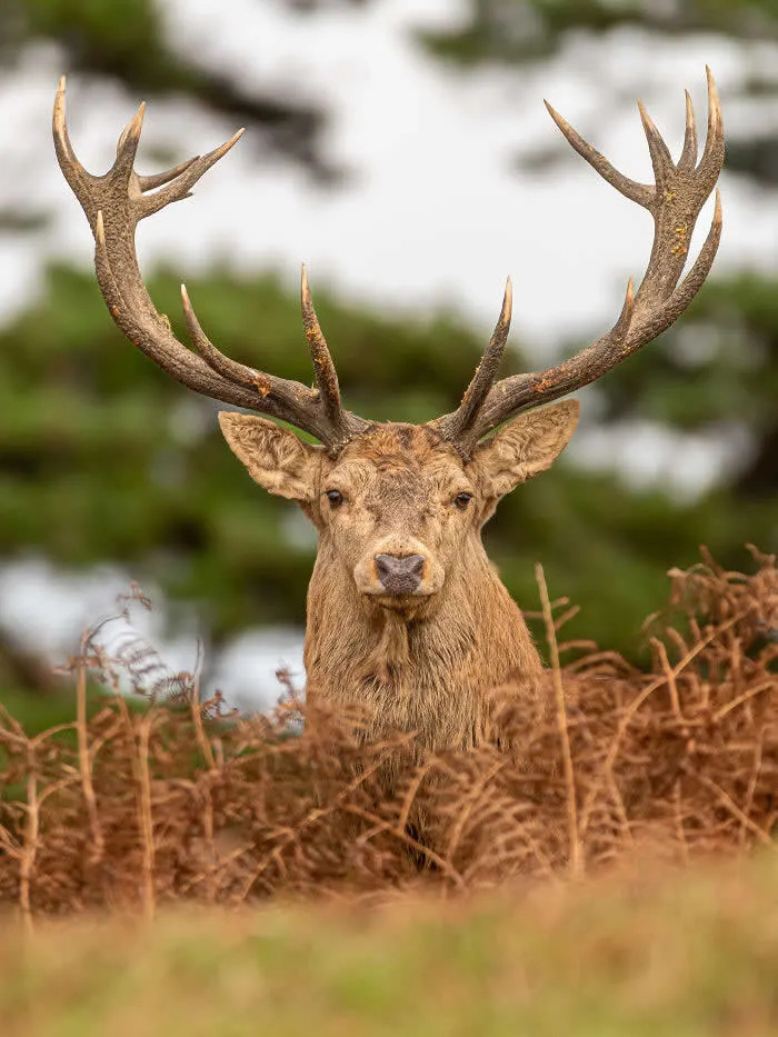 Runner-up in the Native species: The Watcher By Celyn Stephens - 2026 BIAZA Photo Competition Winners