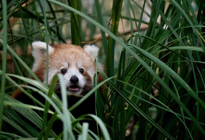 Finalist in the Mammals: Baby Panda Surprise By Jo Brown - 2026 BIAZA Photo Competition Winners