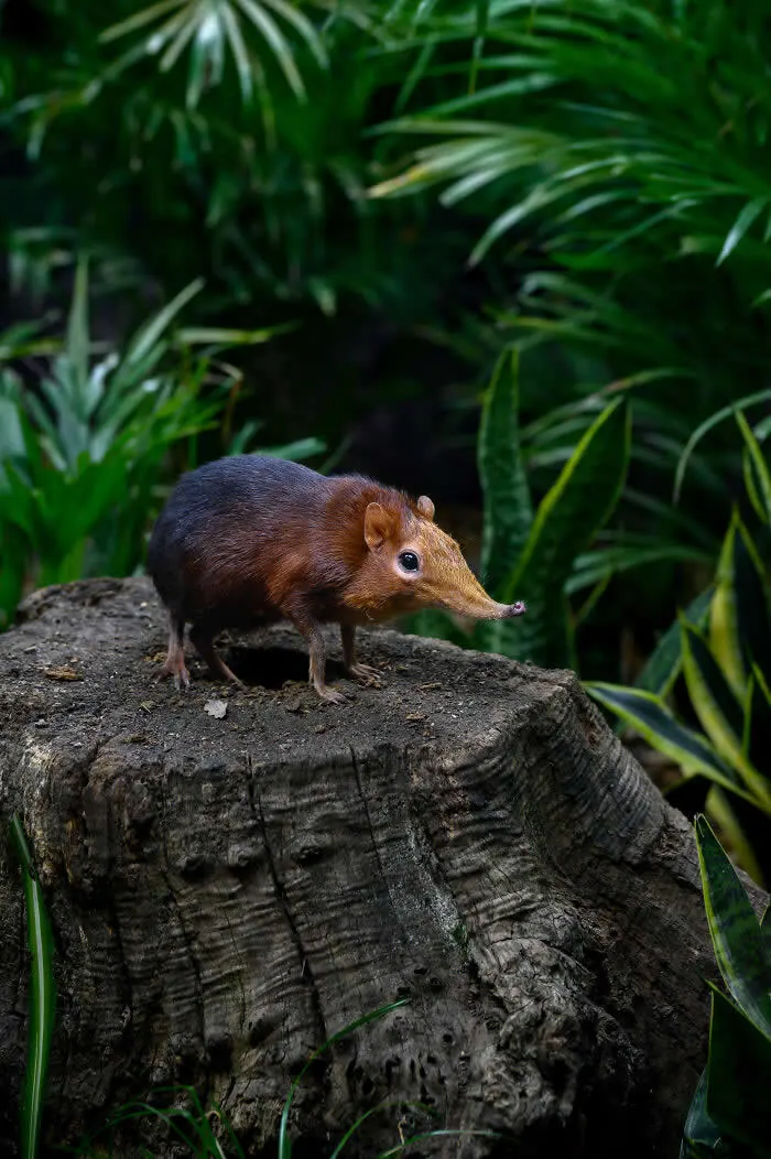 Finalist in the Mammals: Sniffin' Around By Amber Rainsford - 2026 BIAZA Photo Competition Winners