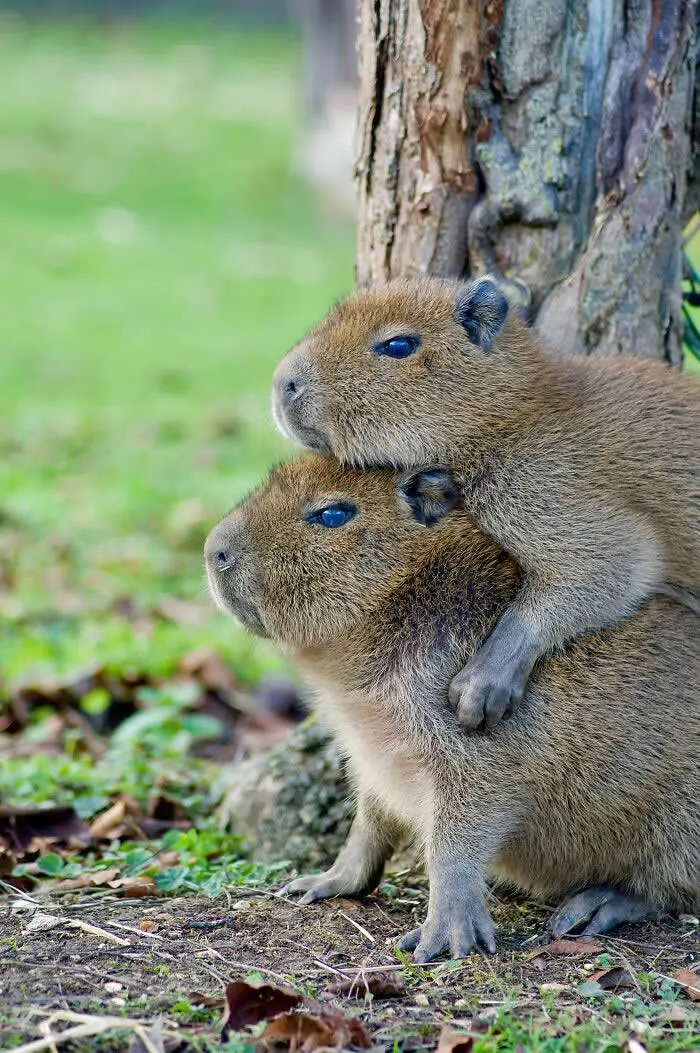 Finalist in the Mammals: Sisterhood By Lucy Dickens - 2026 BIAZA Photo Competition Winners