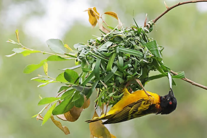 Runner-up in the Birds: Get Weaving! By Jonathan Isaacs - 2026 BIAZA Photo Competition Winners