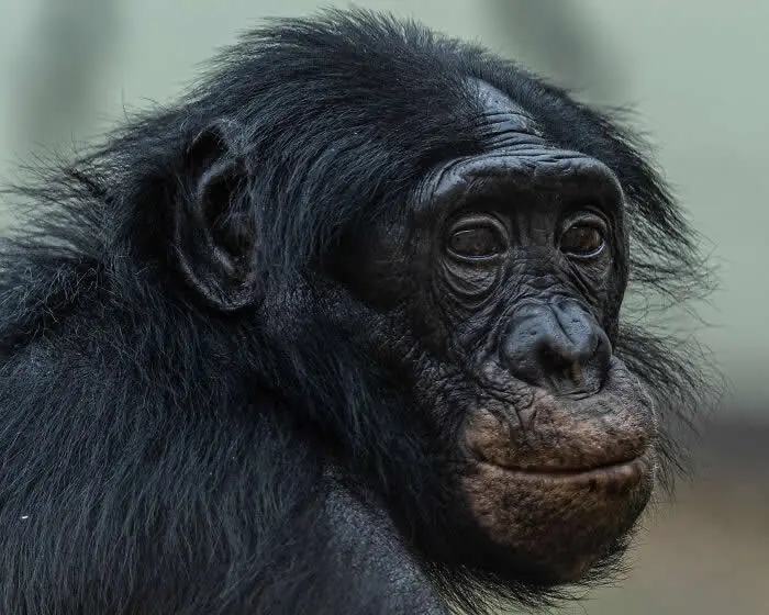 Runner-up in the Mammals: Our Endangered Brothers By Fred Wall - 2026 BIAZA Photo Competition Winners