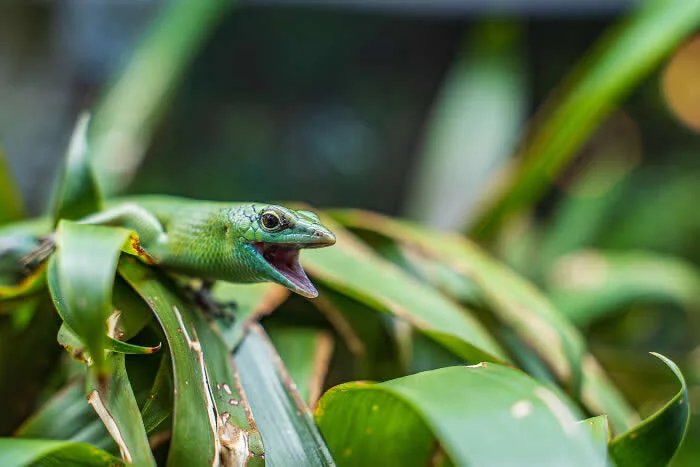 Runner-up in the Reptile/amphibians: The Singing Skink By Jagz Bharth - 2026 BIAZA Photo Competition Winners