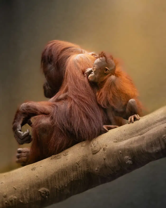 Finalist in the Mammals: Holding On By Harrison Wright - 2026 BIAZA Photo Competition Winners