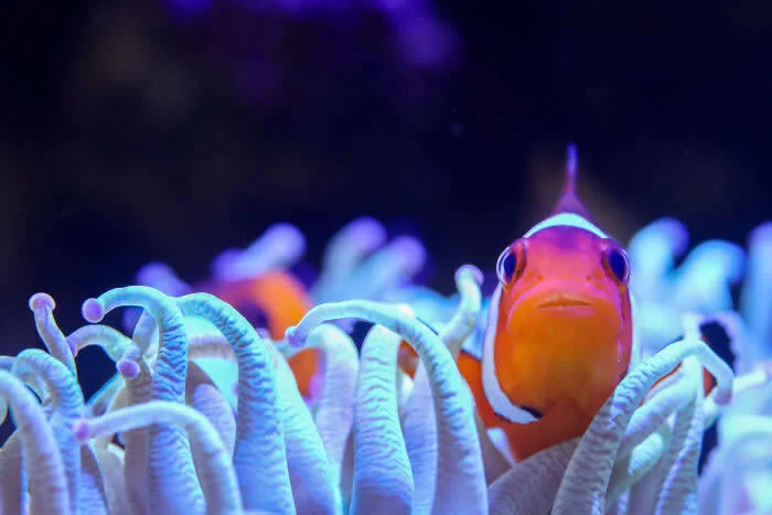 Finalist in the Fish: Clown Fish By Caoimhe Tyndall - 2026 BIAZA Photo Competition Winners