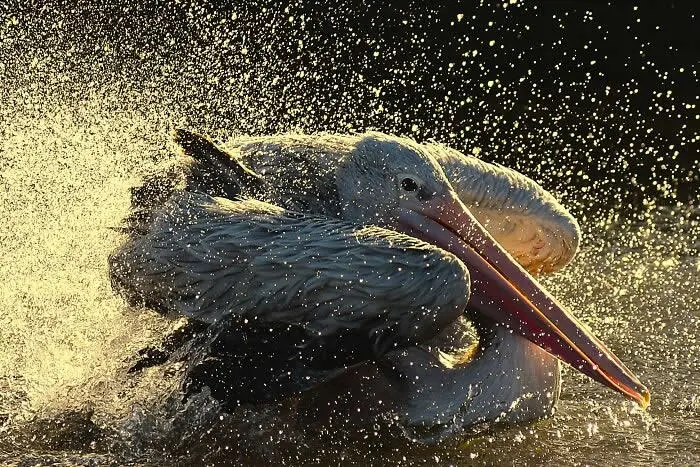 Finalist in the Bird: Sunset Bath By Peter Bonser-Blak - 2026 BIAZA Photo Competition Winners