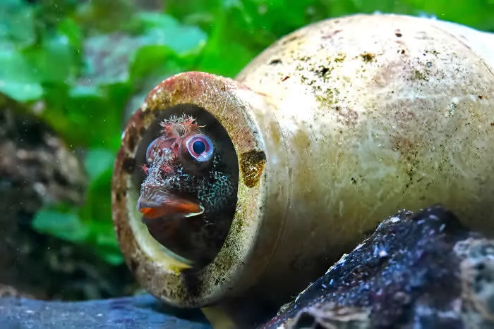 Runner up in the Fish: Tompot's Pot By Rebekah Weatherhead - 2026 BIAZA Photo Competition Winners