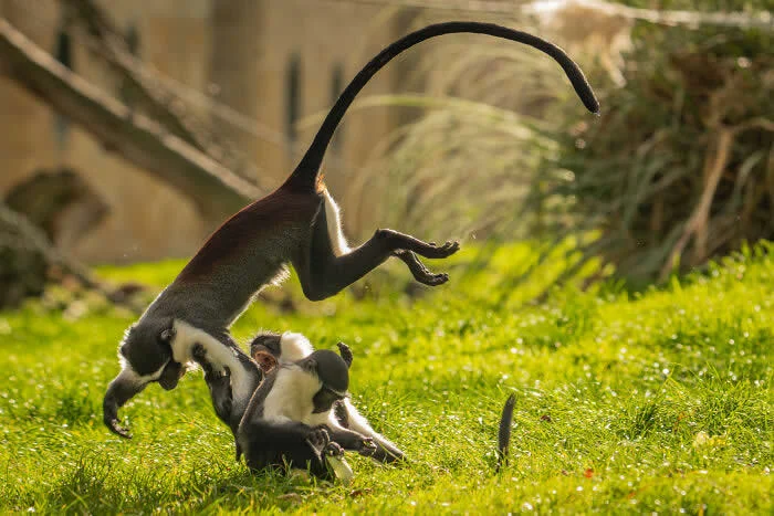 Finalist in the Mammals: Roloway Monkeys By Anna Maria Modl - 2026 BIAZA Photo Competition Winners