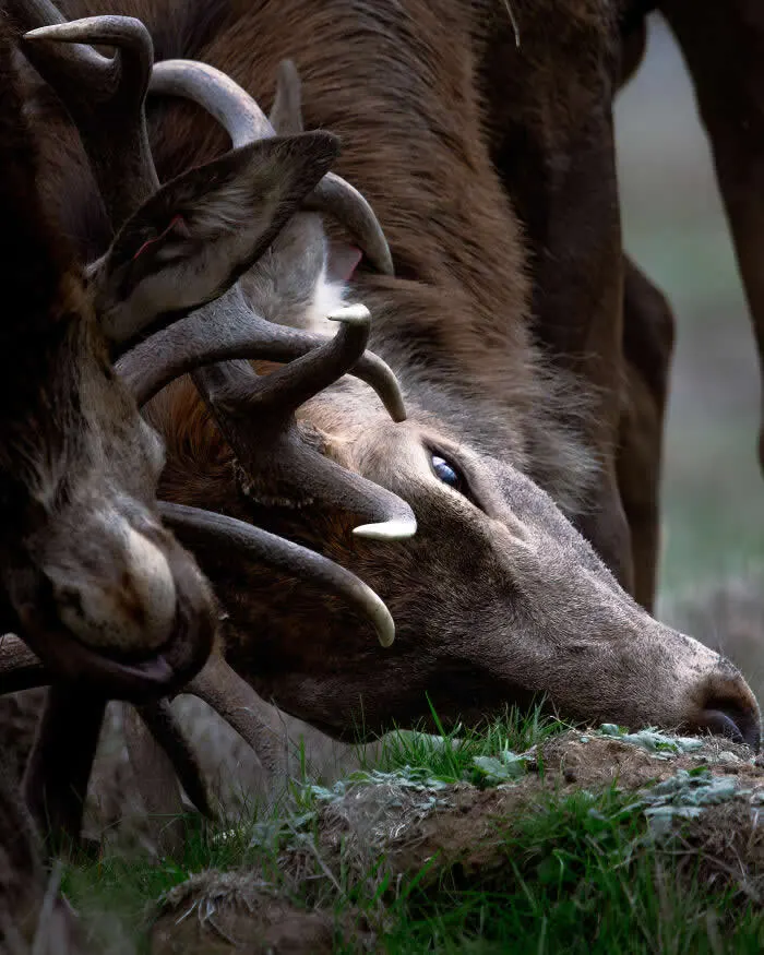 Finalist in the Native species: Season Of Conflict By Llanya O'haolain - 2026 BIAZA Photo Competition Winners