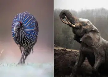 2026 BIAZA Photo Competition Winners