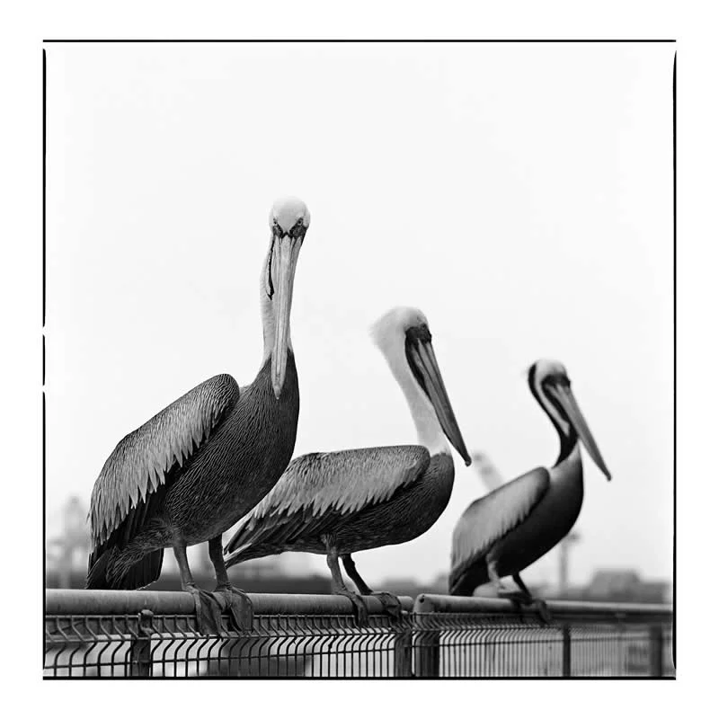 Nature - 2nd Place Winner: Volver A Chile by Nicolas Villela-Berrios, Austria - Analog Sparks 2026 Winners