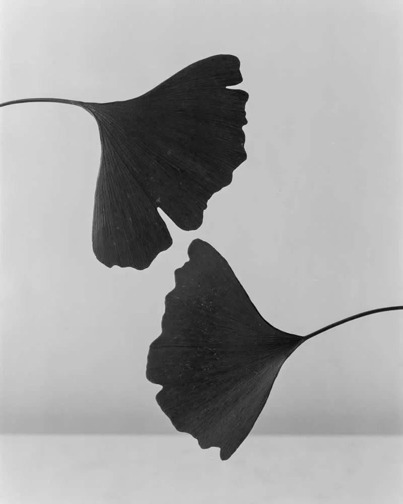 Nature - Gold: Ginkgo by Kyle Hoffmann, AustraliaNature - Gold: Ginkgo by Kyle Hoffmann, Australia - Analog Sparks 2026 Winners