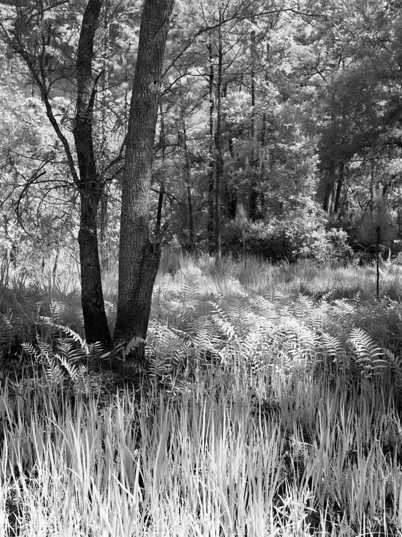 Nature - Bronze: Infrared Views of Little Big Econ by Donald Kratt, United States - Analog Sparks 2026 Winners