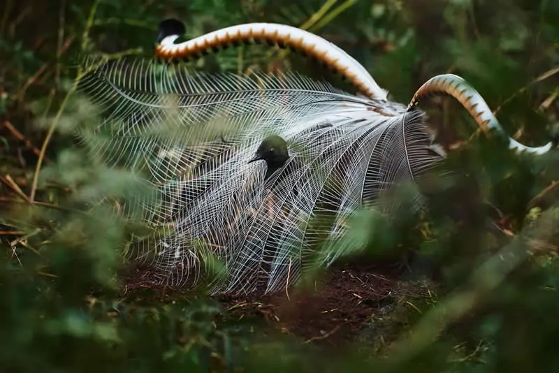 Feathered Wonders! 25 Outstanding Photos From the 2026 BirdLife Australia Photography Awards 30 Bird Behaviour - Winner: It Takes Two To Tango By Elmar Akhmetov - 2026 BirdLife Australia Photography Awards