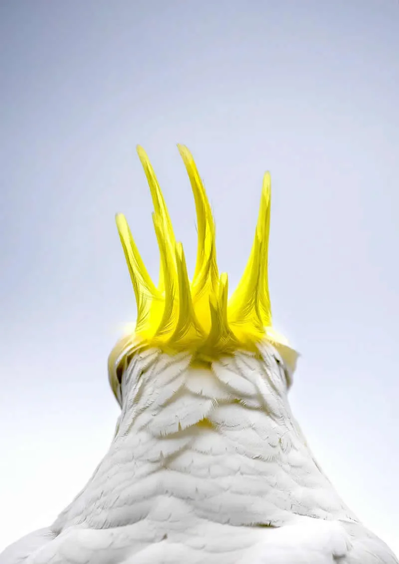 Feathered Wonders! 25 Outstanding Photos From the 2026 BirdLife Australia Photography Awards 31 Bird Portrait - Winner: The Crown By Rachelle Mackintosh - 2026 BirdLife Australia Photography Awards