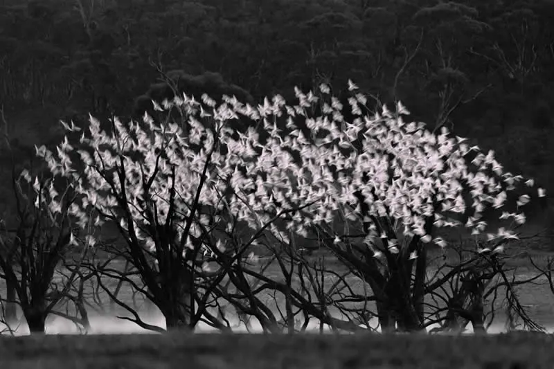 Feathered Wonders! 25 Outstanding Photos From the 2026 BirdLife Australia Photography Awards 32 Birds In Flight - Winner: In Full Bloom By Cheng Kang - 2026 BirdLife Australia Photography Awards