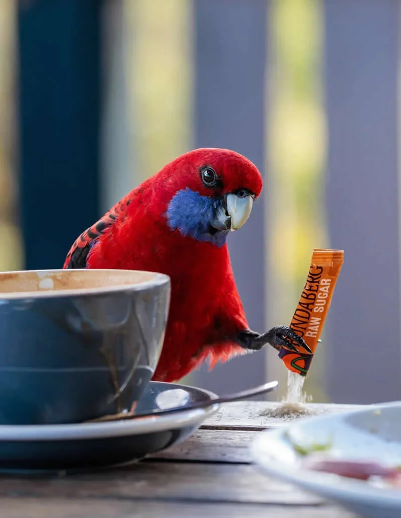 Feathered Wonders! 25 Outstanding Photos From the 2026 BirdLife Australia Photography Awards 33 Human Impact - Winner: The Sugar Thief By Kylie Facey - 2026 BirdLife Australia Photography Awards