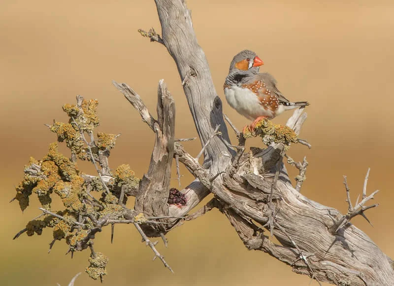 Feathered Wonders! 25 Outstanding Photos From the 2026 BirdLife Australia Photography Awards 34 Special Theme - Winner: Australian Finches: Bold By Stephen Garth - 2026 BirdLife Australia Photography Awards
