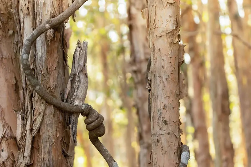 Feathered Wonders! 25 Outstanding Photos From the 2026 BirdLife Australia Photography Awards 35 Youth - Winner: Master Of Disguise By Micah Boyce - 2026 BirdLife Australia Photography Awards