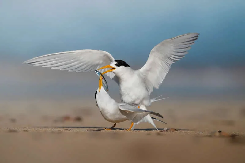 Feathered Wonders! 25 Outstanding Photos From the 2026 BirdLife Australia Photography Awards 36 Portfolio - Winner: Coastal Warriors by Samara Achermann - 2026 BirdLife Australia Photography Awards