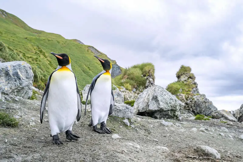 Feathered Wonders! 25 Outstanding Photos From the 2026 BirdLife Australia Photography Awards 37 Portfolio - Runner-up: Life of a King by Sabrina Velasco - 2026 BirdLife Australia Photography Awards