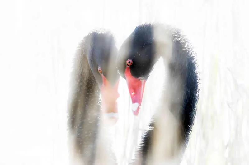 Feathered Wonders! 25 Outstanding Photos From the 2026 BirdLife Australia Photography Awards 38 Bird Portrait - Runner-Up: Impasse By Reeni Martinez - 2026 BirdLife Australia Photography Awards