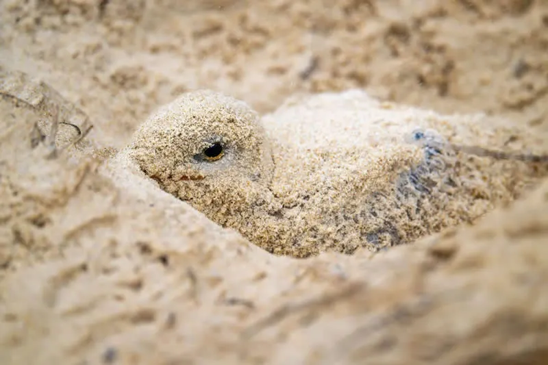 Feathered Wonders! 25 Outstanding Photos From the 2026 BirdLife Australia Photography Awards 39 Bird Behaviour - Runner-Up: Crumbed Sausage By Mark Lethlean - 2026 BirdLife Australia Photography Awards