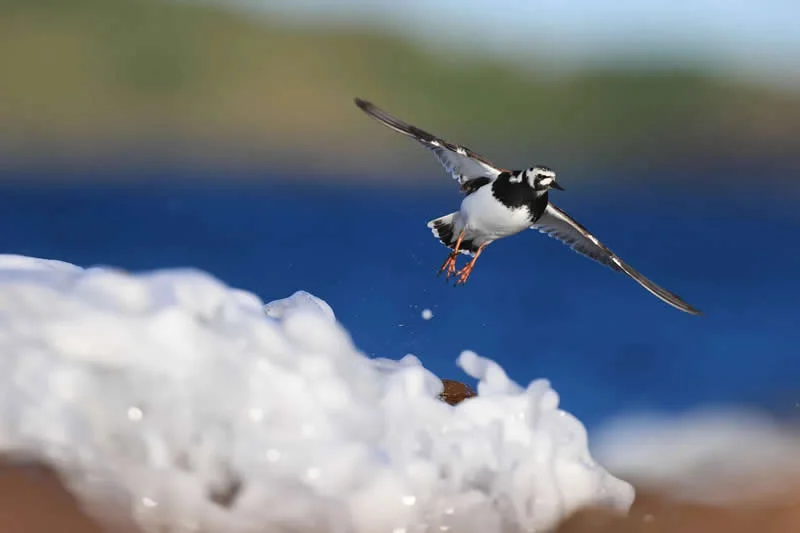 Feathered Wonders! 25 Outstanding Photos From the 2026 BirdLife Australia Photography Awards 40 Birds In Flight - Runner-Up: Now, Where Is The Smorgasbord Section? By Maria Coleman - 2026 BirdLife Australia Photography Awards