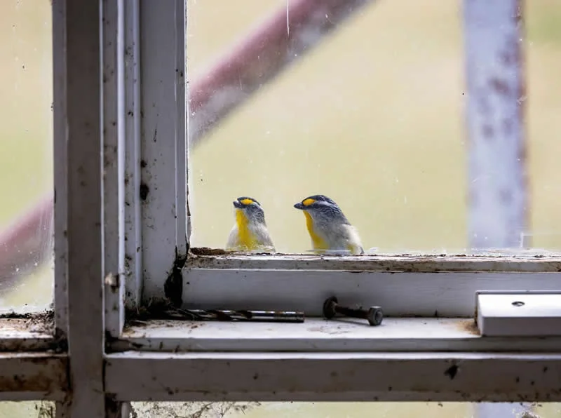 Feathered Wonders! 25 Outstanding Photos From the 2026 BirdLife Australia Photography Awards 41 Backyard Birds - Highly Commended: Who Is Watching Who By Sharron Marks - 2026 BirdLife Australia Photography Awards