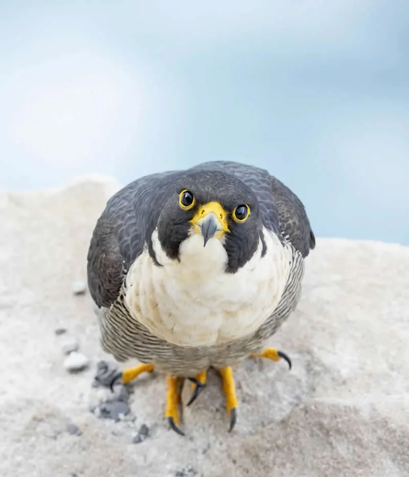 Feathered Wonders! 25 Outstanding Photos From the 2026 BirdLife Australia Photography Awards 42 Bird Portrait - Highly Commended: Eighteen Visits By Toyobur Suvo - 2026 BirdLife Australia Photography Awards