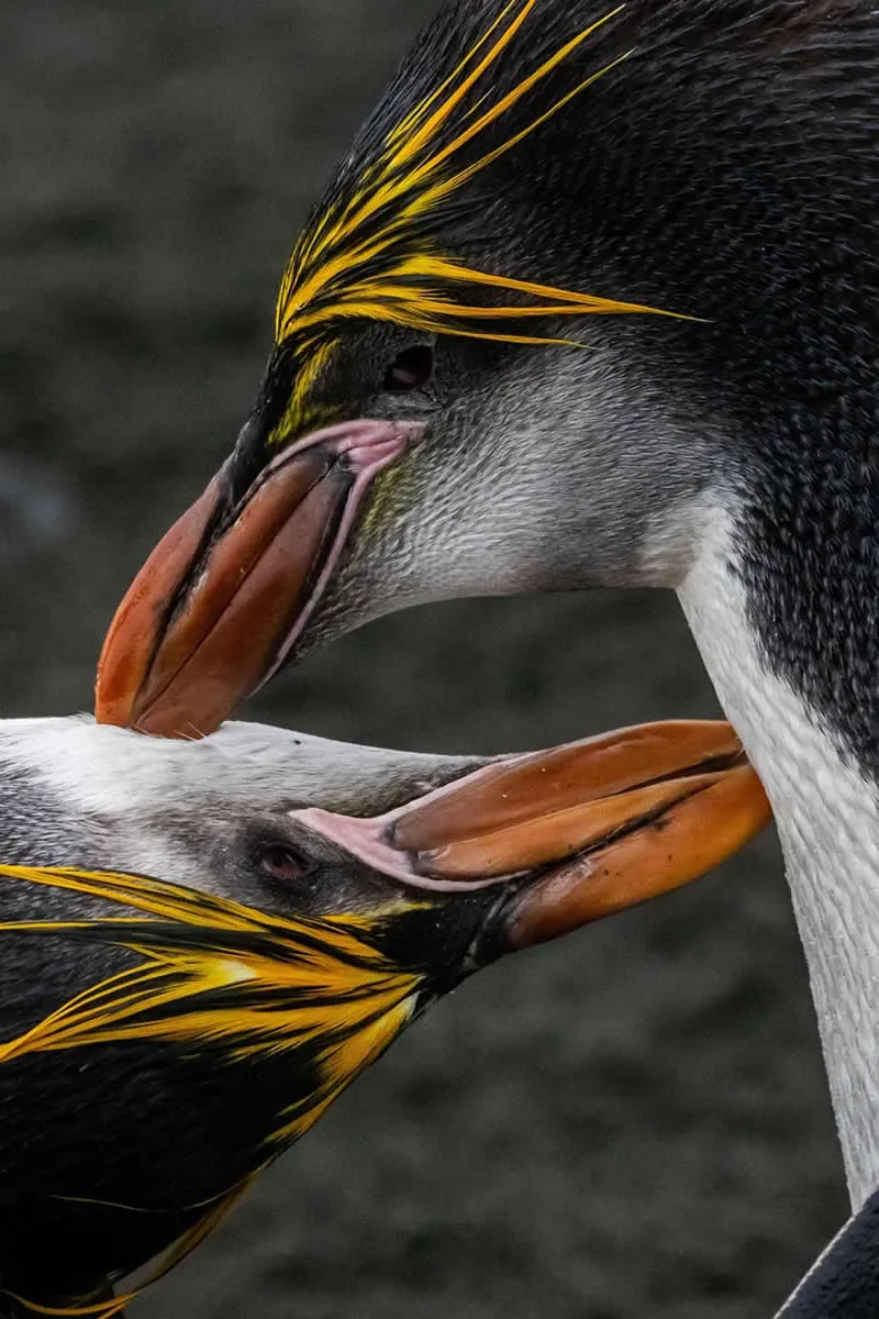 Feathered Wonders! 25 Outstanding Photos From the 2026 BirdLife Australia Photography Awards 44 Youth - Highly Commended: Bonding By Arlo Wallace - 2026 BirdLife Australia Photography Awards