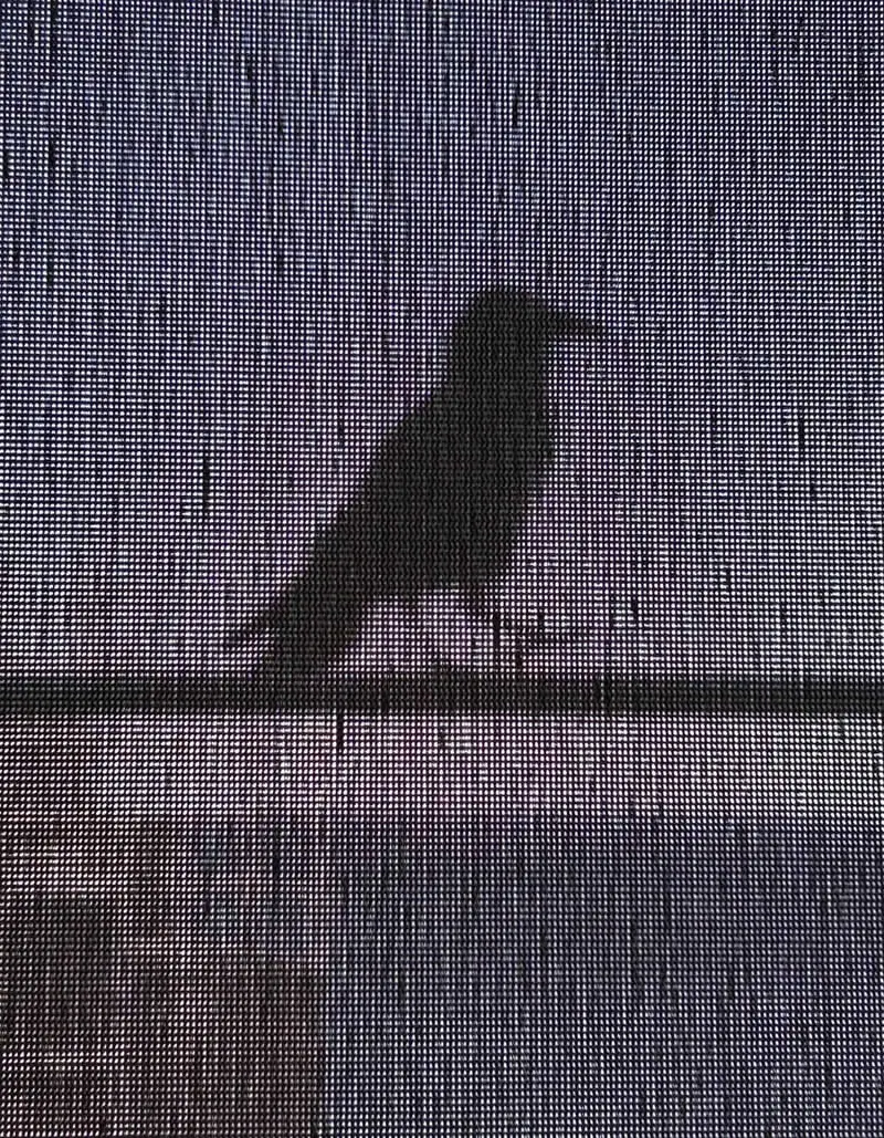 Feathered Wonders! 25 Outstanding Photos From the 2026 BirdLife Australia Photography Awards 45 Backyard Birds - Commended: Crow Through The Blind By Lizette Gamble - 2026 BirdLife Australia Photography Awards