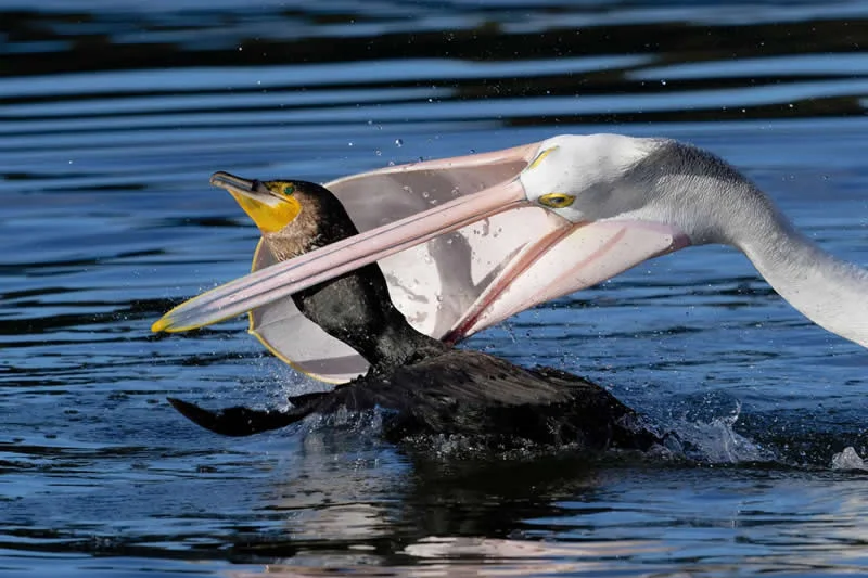 Feathered Wonders! 25 Outstanding Photos From the 2026 BirdLife Australia Photography Awards 46 Bird Behaviour - Commended: Cormorant Refuses To Give Up Catch To Pelican Mafia By Greg Wyncoll - 2026 BirdLife Australia Photography Awards