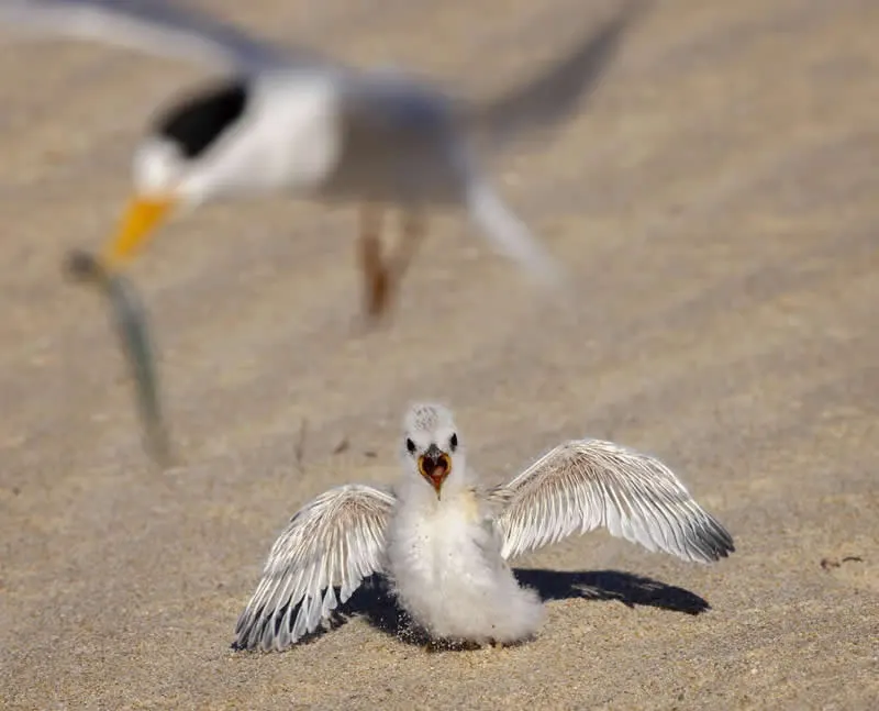 Feathered Wonders! 25 Outstanding Photos From the 2026 BirdLife Australia Photography Awards 47 Bird Behaviour - Commended: Is That For Me? By Sharon Jones - 2026 BirdLife Australia Photography Awards
