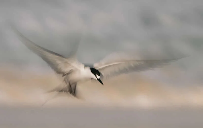 Feathered Wonders! 25 Outstanding Photos From the 2026 BirdLife Australia Photography Awards 48 Birds In Flight - Commended: An Ethereal Tern By Michael Snedic - 2026 BirdLife Australia Photography Awards