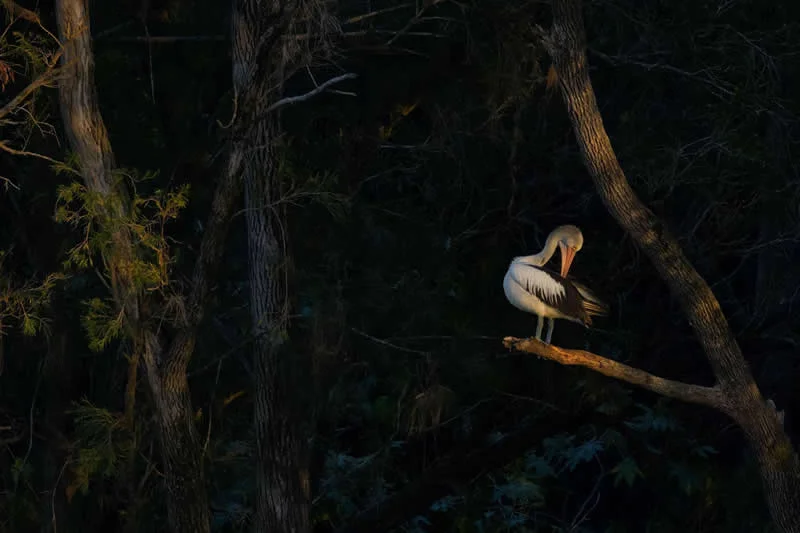Feathered Wonders! 25 Outstanding Photos From the 2026 BirdLife Australia Photography Awards 50 Birds In The Landscape - Commended: The Day Begins By Jane Mcmenamin - 2026 BirdLife Australia Photography Awards