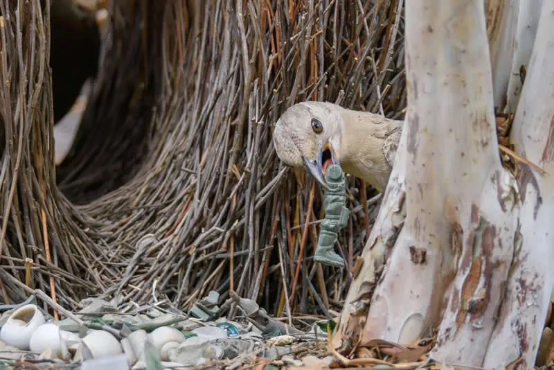 Feathered Wonders! 25 Outstanding Photos From the 2026 BirdLife Australia Photography Awards 51 Human Impact - Commended: Gi Joe Does The Trick By Mark Lethlean - 2026 BirdLife Australia Photography Awards